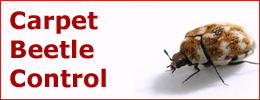 PCD - Carpet Beetle Pheromone Traps