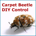 Pest Control Direct - Carpet Beetles