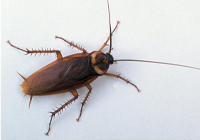 American Cockroaches