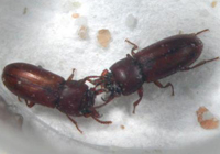 Broad-Horned Flour Beetles