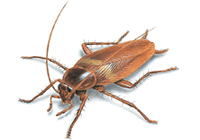 Brown-Banded Cockroaches