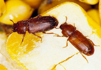 Confused Flour Beetles