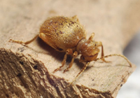 Golden Spider Beetles