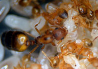 Pharoah Ants