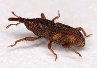 Rice Weevils