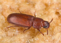 Rust-Red Flour Beetles