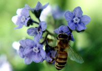 Solitary Bees