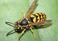 Wasps