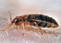 Bed Bugs