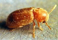 Biscuit Beetles
