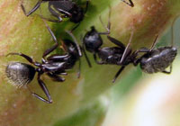 Black Garden Ants