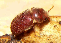 Cigarette Beetles