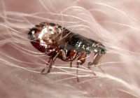 Fleas