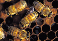 Honey Bees