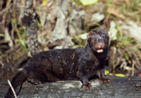 Mink