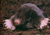 Moles