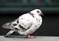 Pigeons