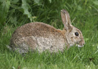 Rabbits